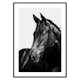 Poster Gallerix Black Horse