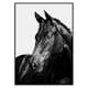 Poster Gallerix Black Horse