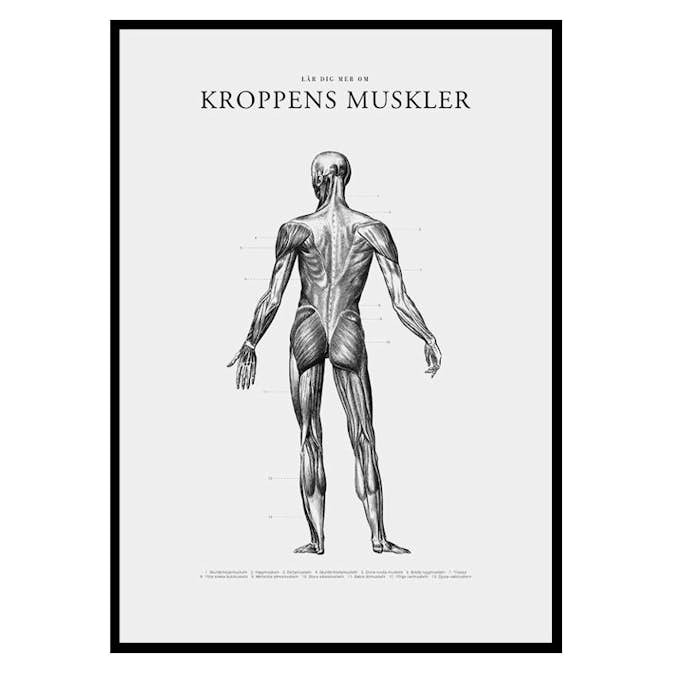 Poster Gallerix Kroppens Muskler Baksida