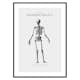 Poster Gallerix Kroppens Skelett