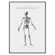 Poster Gallerix Kroppens Skelett