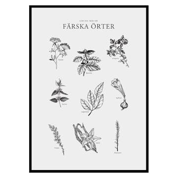 Poster Gallerix Färska Örter