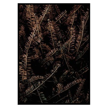 Poster Gallerix Fir Needle No1