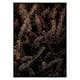 Poster Gallerix Fir Needle No1