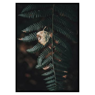 Poster Gallerix Fern No1