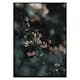 Poster Gallerix Forest Vegetation