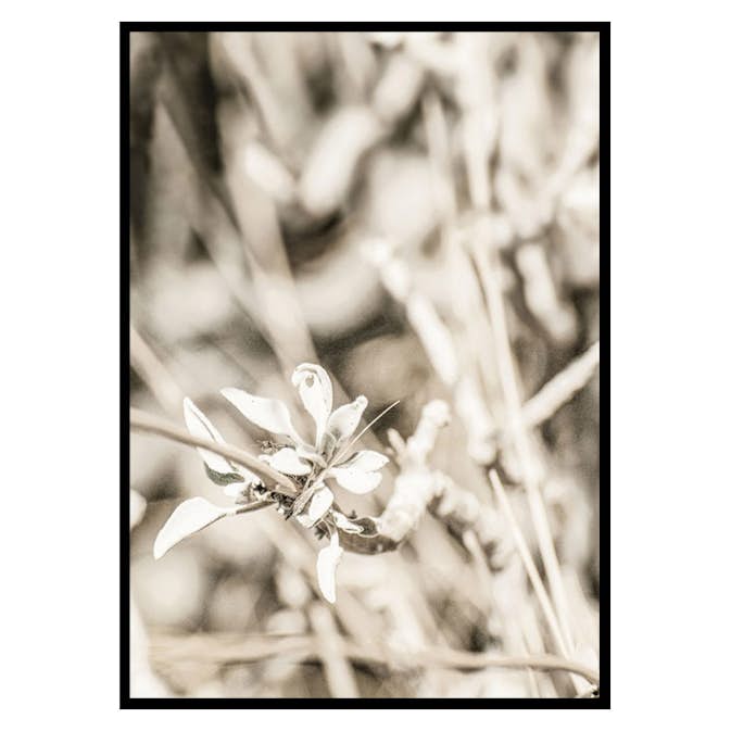 Poster Gallerix Dried Plant No4