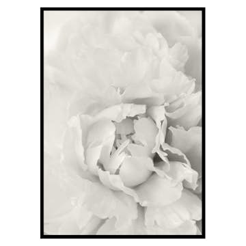 Poster Gallerix White Rose No1