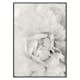 Poster Gallerix White Rose No1