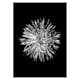 Poster Gallerix Dahlia BW