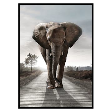 Poster Gallerix Elephant Road