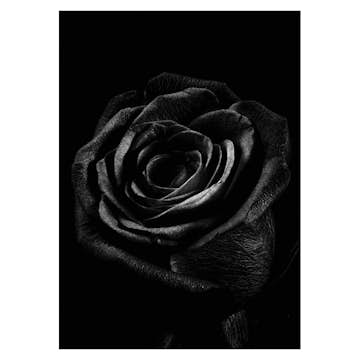 Poster Gallerix Black Rose