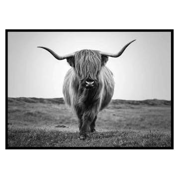 Poster Gallerix Highland Cattle B&W