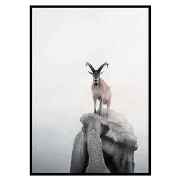 Poster Gallerix Intent Ibex