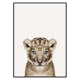 Poster Gallerix Baby Lion