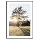 Poster Gallerix Tree in Sunlight