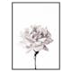Poster Gallerix Pink peony