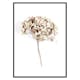 Poster Gallerix Dried Field Flower No2