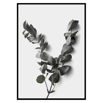Poster Gallerix Eucalyptus No3