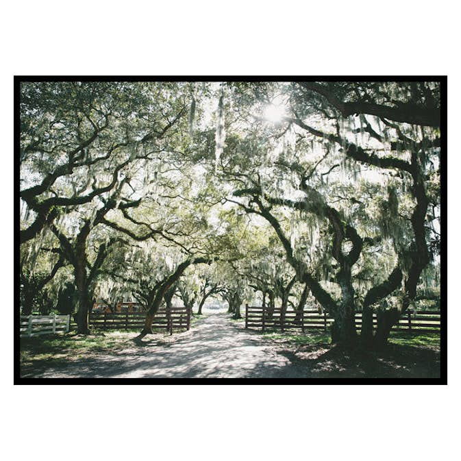 Poster Gallerix Canopy Of Trees