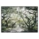 Poster Gallerix Canopy Of Trees