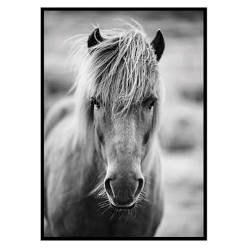 Poster Gallerix Icelandic Horse B&W