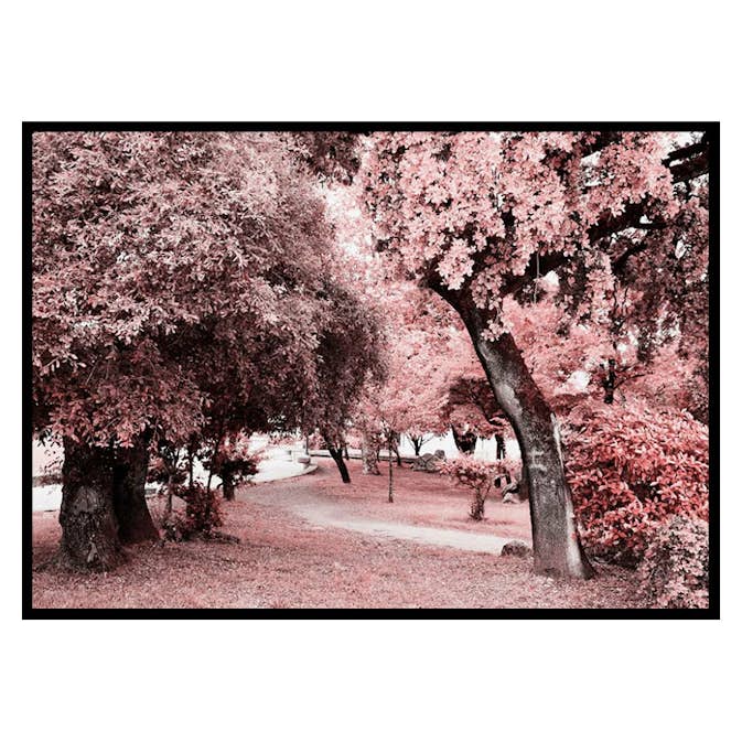 Poster Gallerix Pink Trees No1