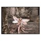 Poster Gallerix Fairy