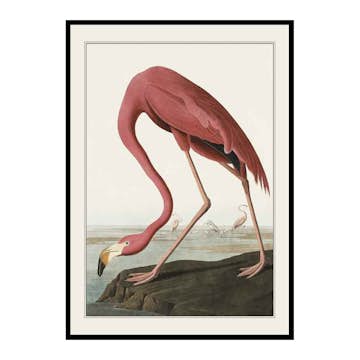 Poster Gallerix Flamingo 1827