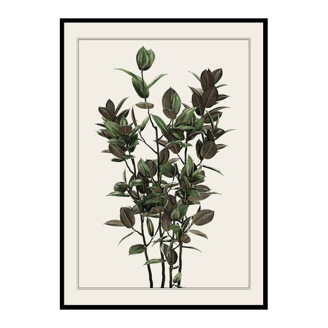 Poster Gallerix Ficus Robusta