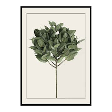 Poster Gallerix Ficus Elastica