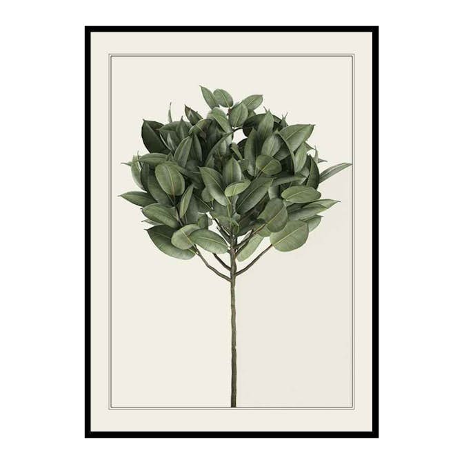 Poster Gallerix Ficus Elastica