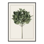 Poster Gallerix Ficus Elastica