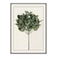 Poster Gallerix Ficus Elastica