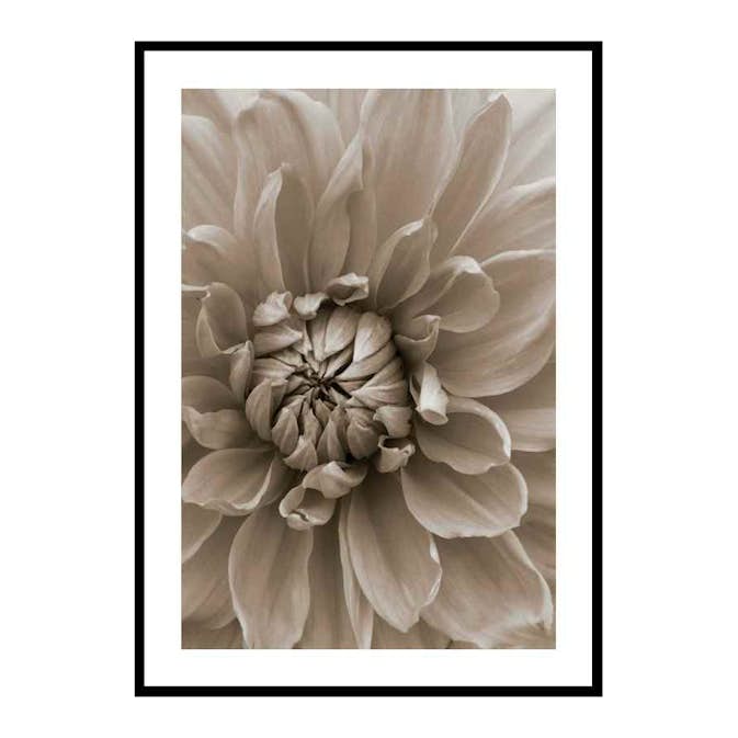 Poster Gallerix Autumn Dahlia