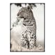 Poster Gallerix African Leopard