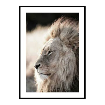 Poster Gallerix Male African Lion