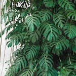 Tapet Living walls The Wall 38241-1