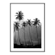 Poster Gallerix Palms