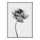 Poster Gallerix Tulip Flower B&W