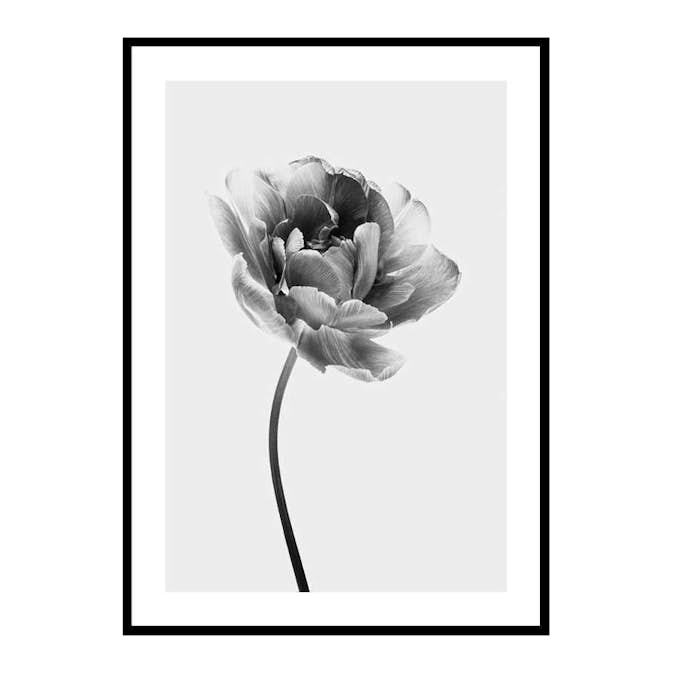 Poster Gallerix Tulip Flower B&W