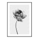 Poster Gallerix Tulip Flower B&W