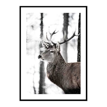 Poster Gallerix Stag In Forest