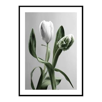 Poster Gallerix Tulip Flower