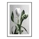 Poster Gallerix Tulip Flower