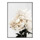 Poster Gallerix Peonies Closeup