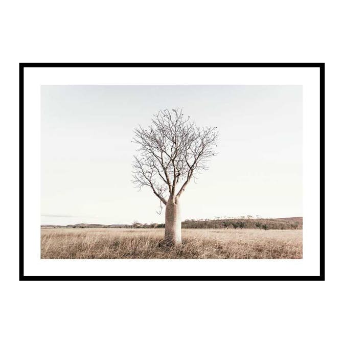 Poster Gallerix Boab Tree