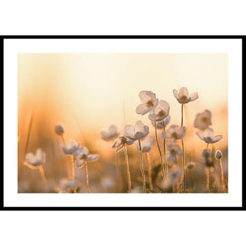 Poster Gallerix Wild Anemone In Sunset