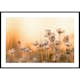 Poster Gallerix Wild Anemone In Sunset