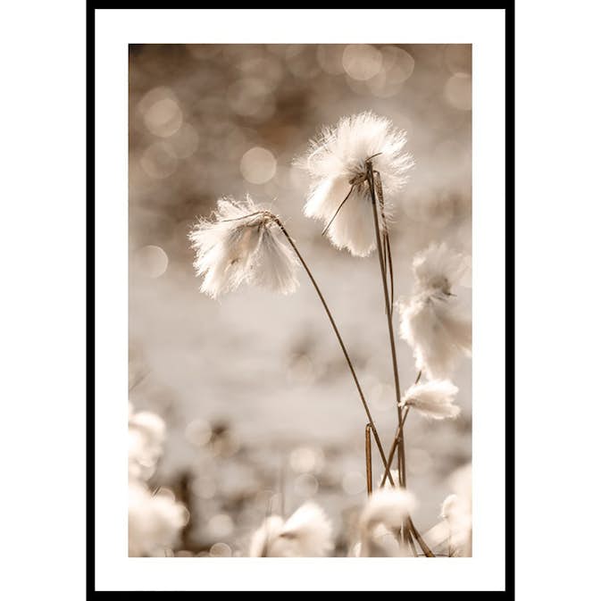 Poster Gallerix Cottongrass In The Wind